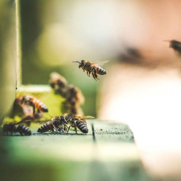 abeilles entrée ruche