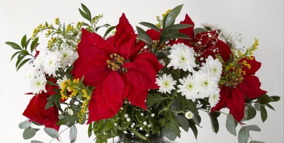 beautiful-red-poinsettia-composition.jpg